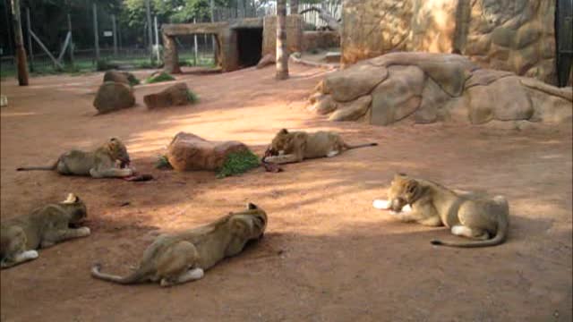 Sneaky lion cub attempts to snatch food from siblings