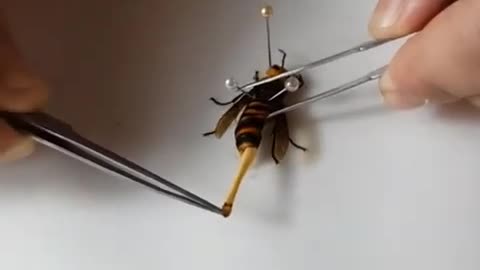 Removing a parasite from a large hornet