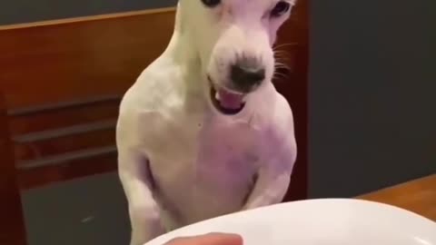 Dog becomes angron on his little burger