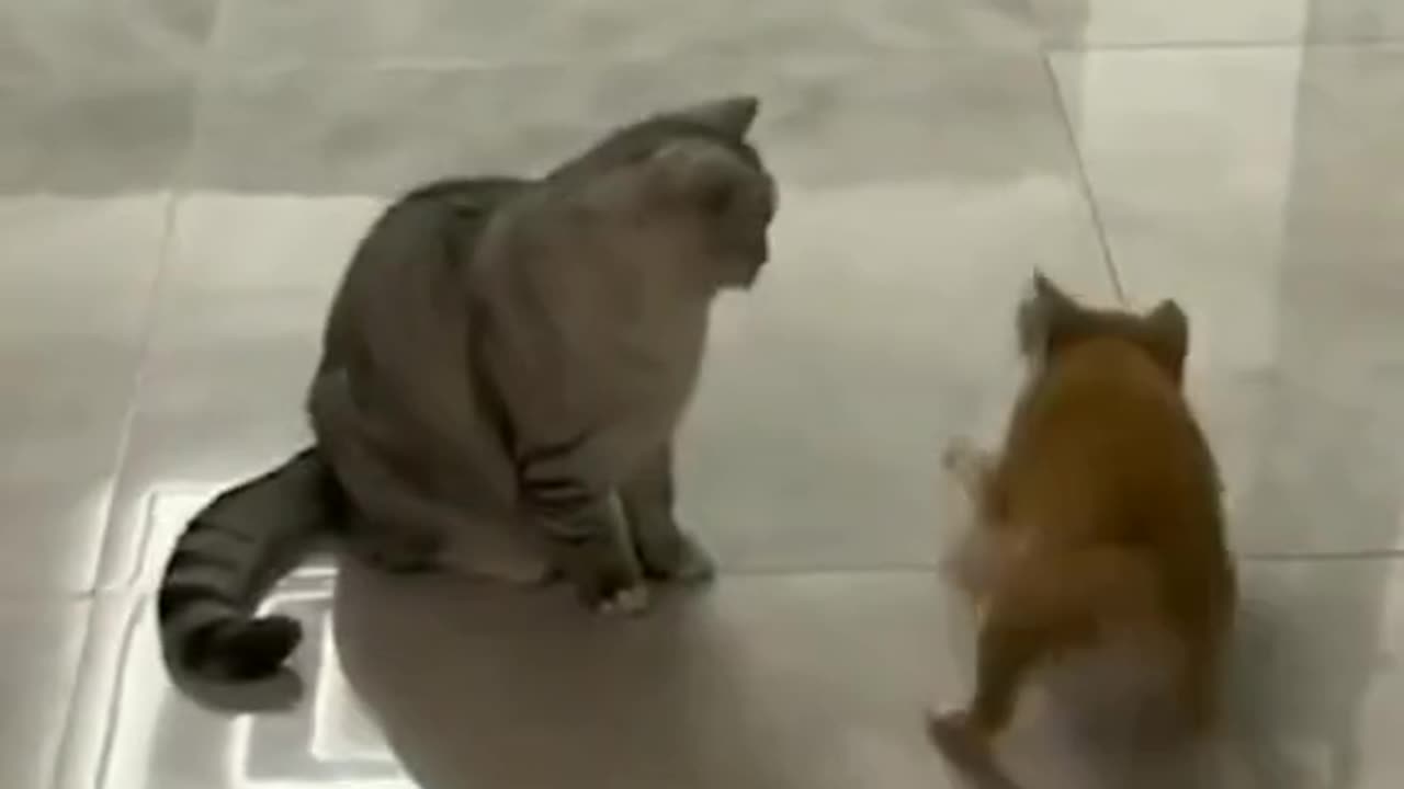Funny video