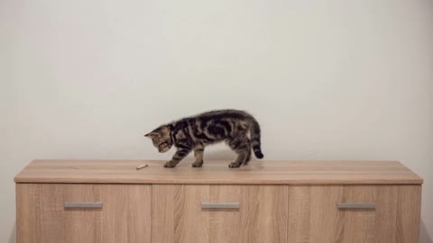 Baby cat on closet throwing down a pencil