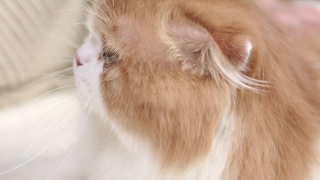 Cat video