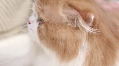 Cat video