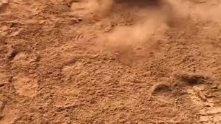 Dog Loves Rolling Around in Dirt