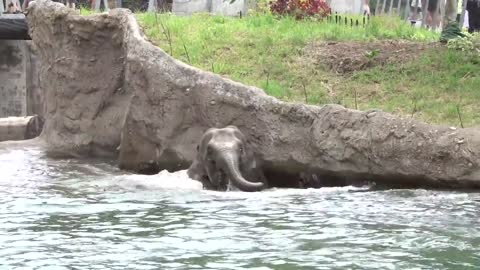 Elephants swimming in Elephant Lands