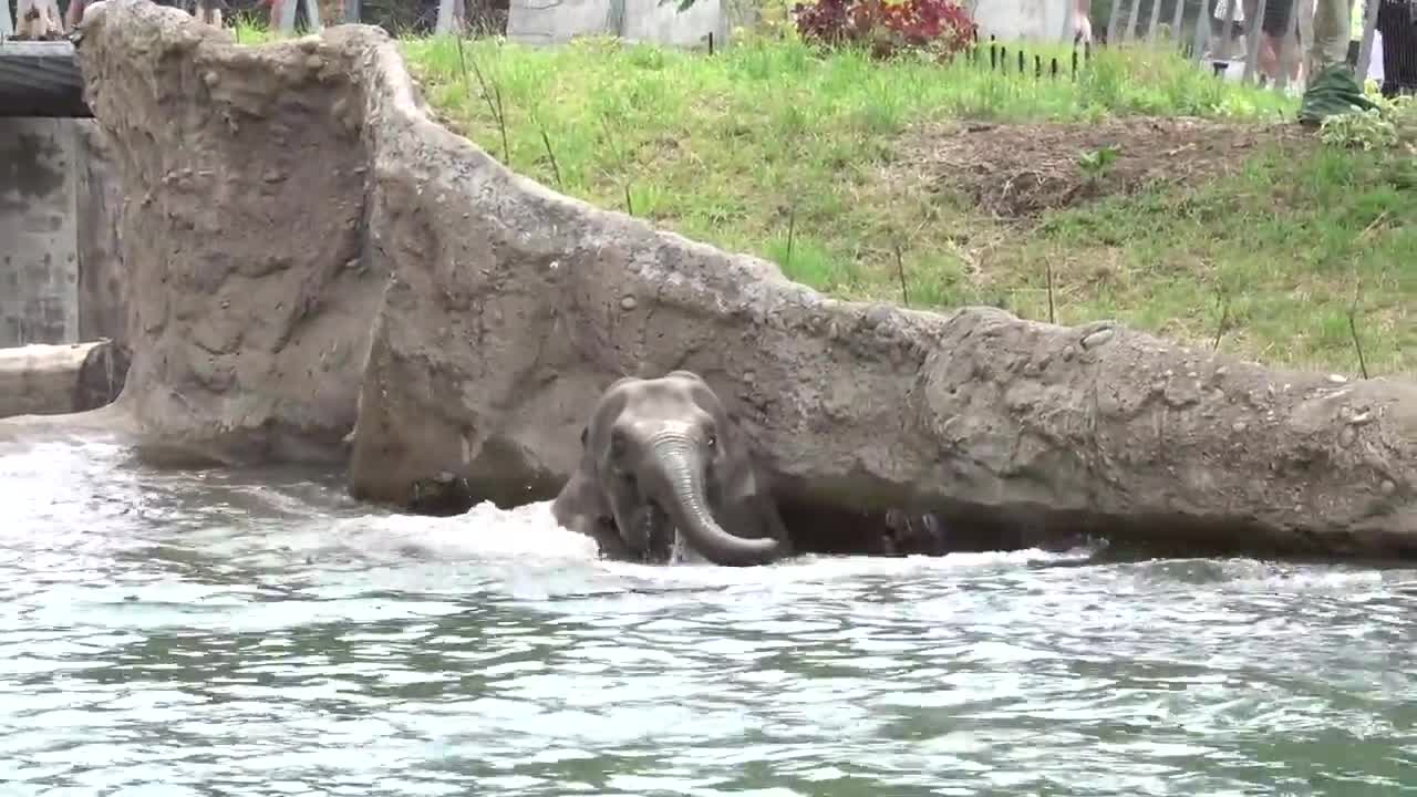 Elephants swimming in Elephant Lands