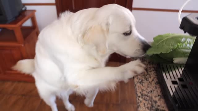 Dog Steals Lettuce Funny Golden Retriever Puppy Bailey