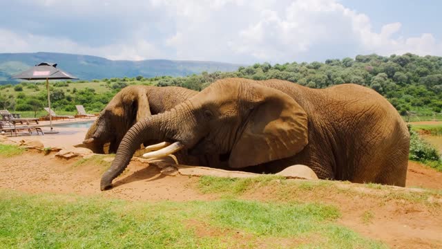 Wild animals get a closer look