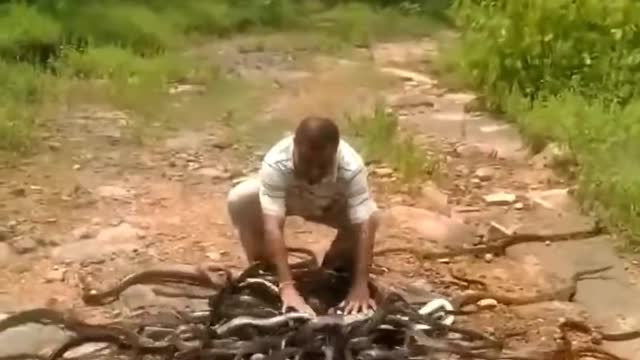 Snake snake
