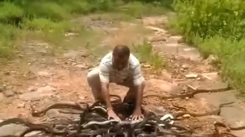 Snake snake