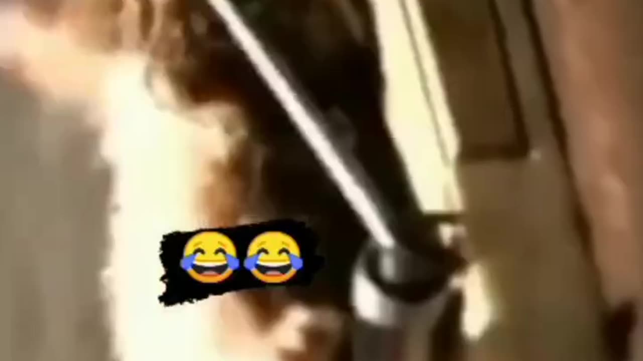 Top viral cats video watch it