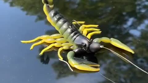 This is a beautiful and charming water-dwelling species