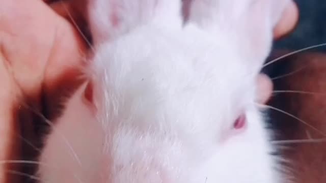 Rabbit 🐇🐇🐇🐇