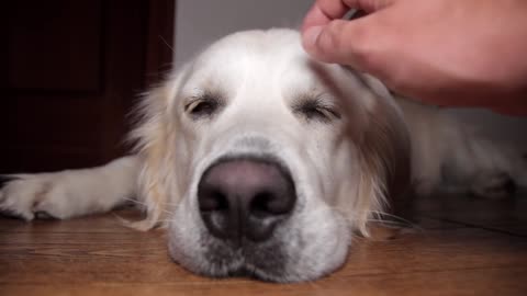 Golden Retriever is Fighting Against Sleep