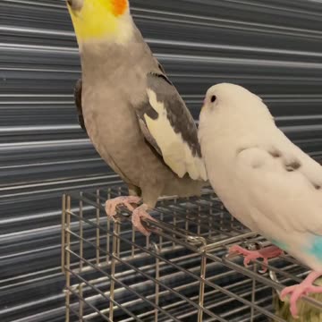 A parrot flirting with his lover