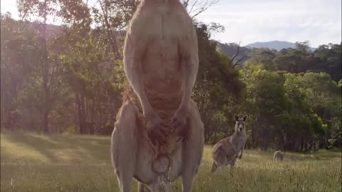 kung fu Kangaroo