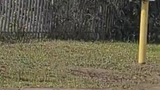 Peterborough Brickyard Audit Part 2 - WW2 bunker
