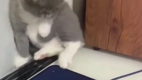 Funny cats video | Cute cat video | Cat funny#funnycatsvideo #viral #entertainment786 #shorts