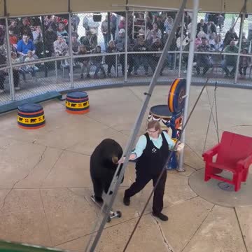 Real Black Bear Rides a Scooter! Clarks Trading Post NH