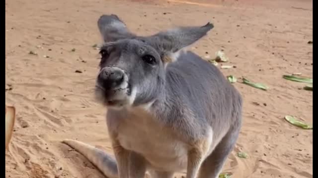 Feed the kangaroos food