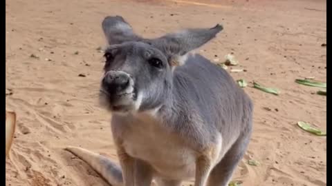 Feed the kangaroos food