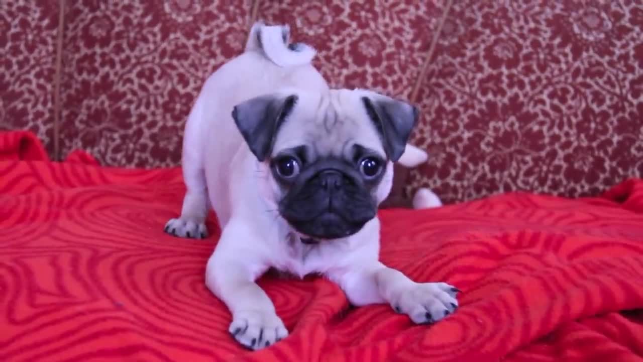 baby pug Carlos barking