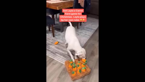 Try Not To Laugh Cats And Dogs Videos