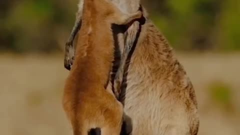 Mother Kangroo Loving Her Young