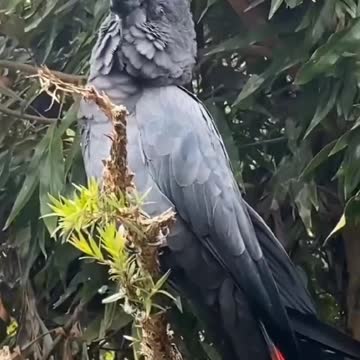 Amazing Birds world video
