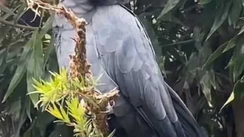 Amazing Birds world video