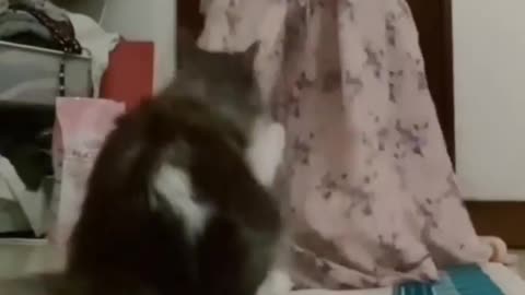 Bad Cat distrubing it's owner