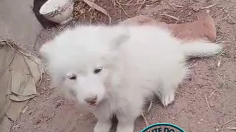 Cute Dog Video