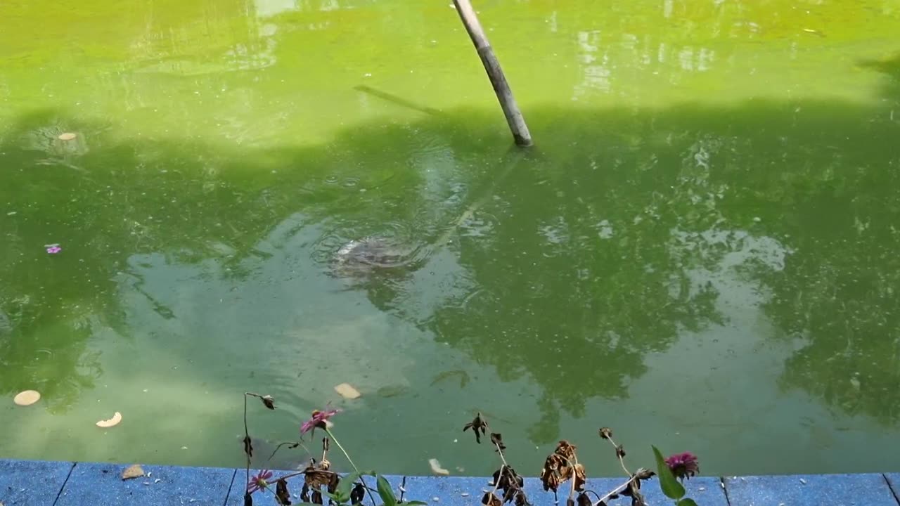 Big 🐢