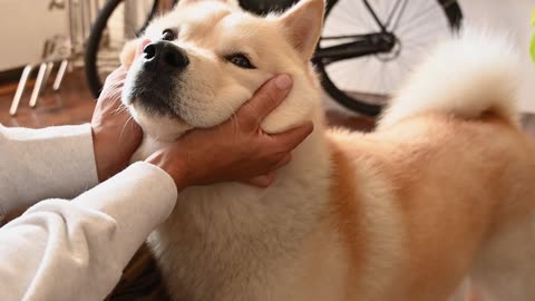 Petting a Dog #cutebaby #trend #trending #trendingshorts #cute #viral #animals #anime #dog #doglover