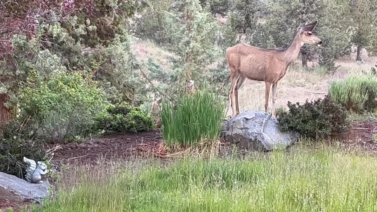 Oh give me a home, ... and the deer