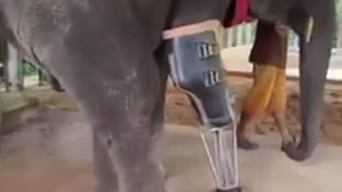 elephant using prosthesis to be able to walk