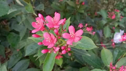phool