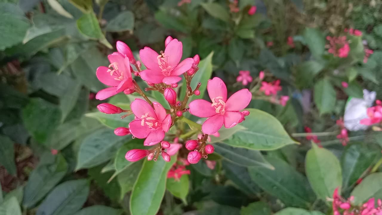 phool