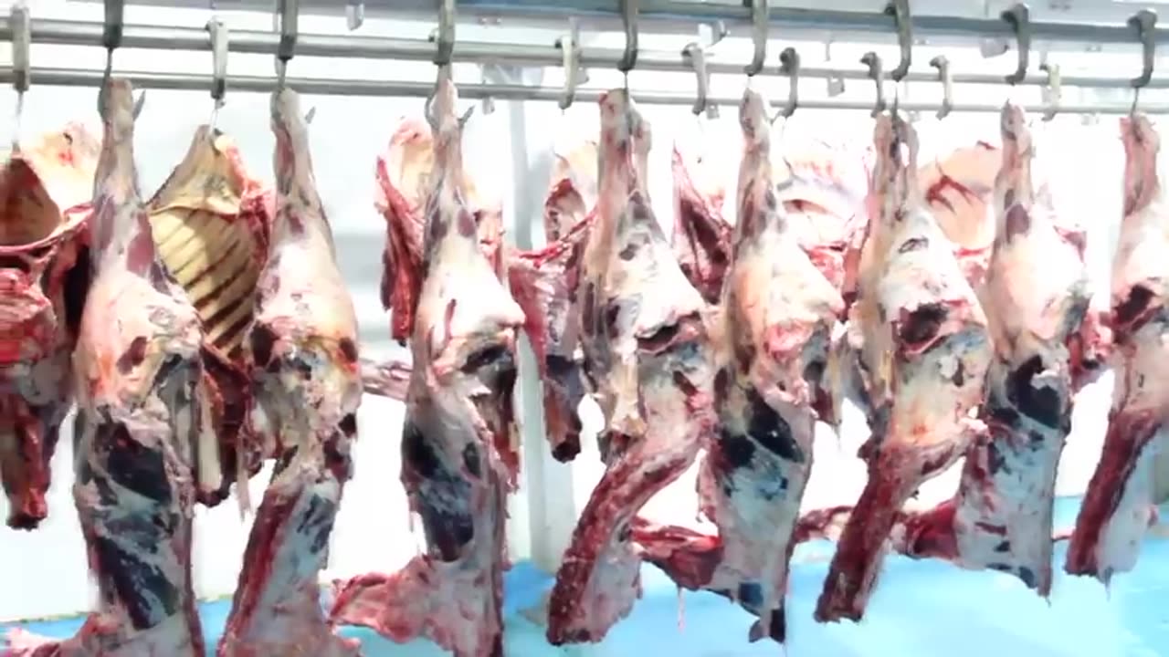 Modern Buffalo Cutting Line in Factory - Fresh Buffalo Meat Production Process - Buffalo Milk Farm