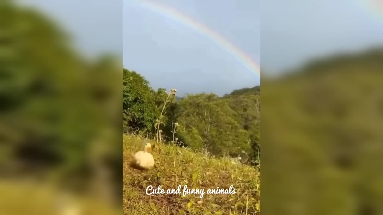 Cute and funny animals