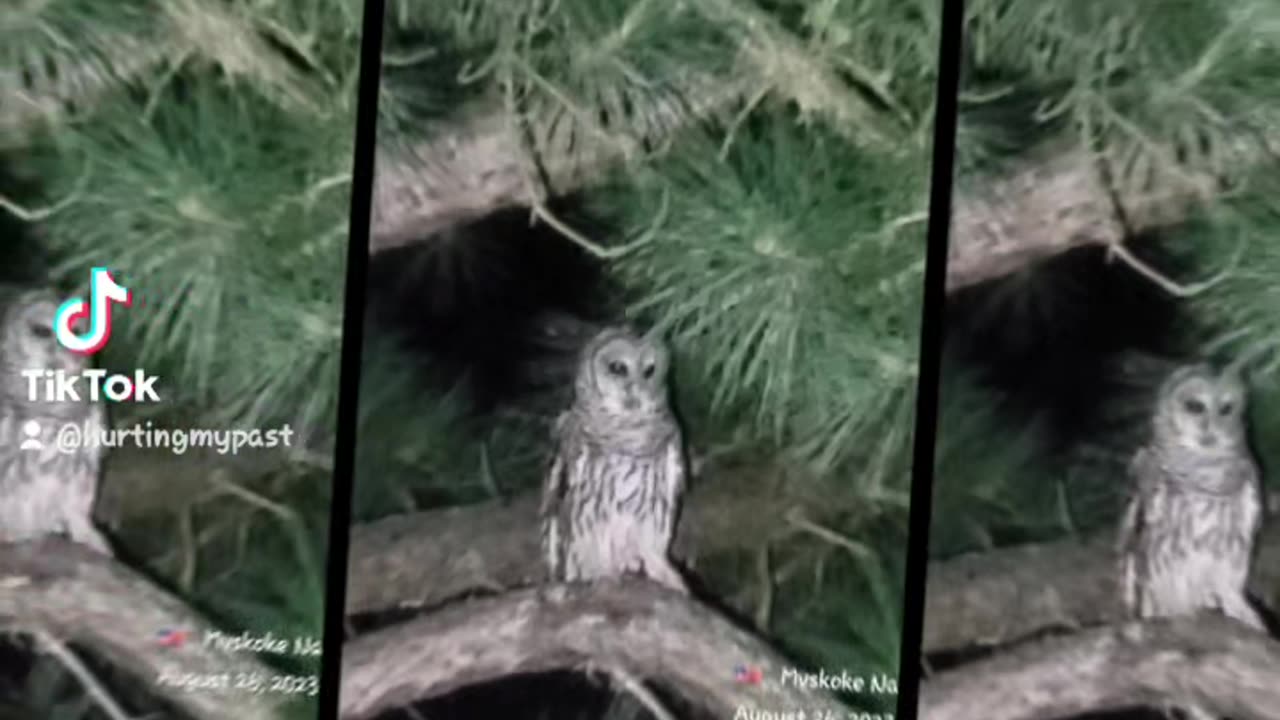 Owl Encounter