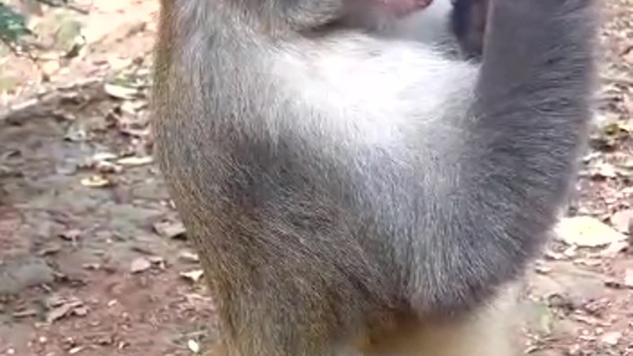 monkey drinking milk