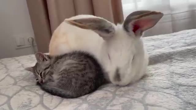 Kitten Sleeping with Rabbit [Cuteness Overload]