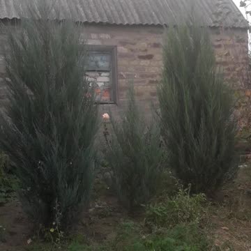 Juniperus scopulorum