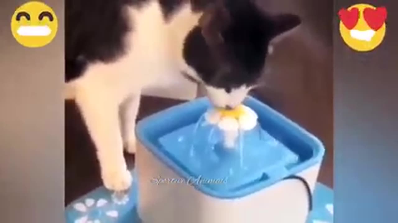 Funny cat