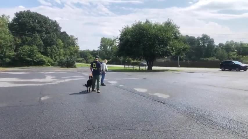 The safety way how to introduce two dogs to eachother