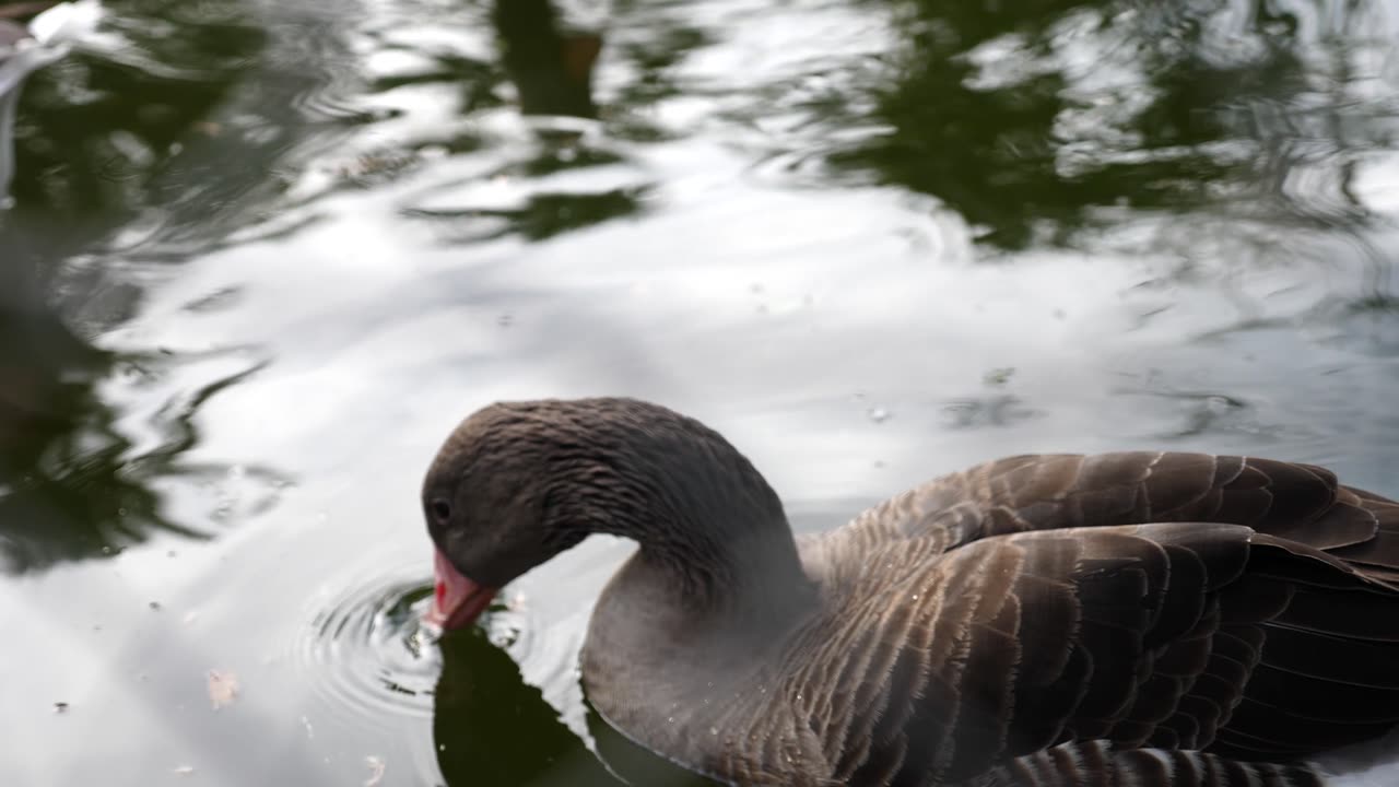 A domestic goose