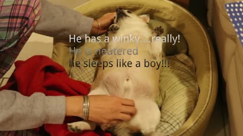 How to tell a dog's gender## BOY OR GIRL#