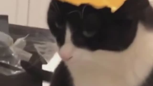 The sad little eyes