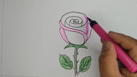 Rose drawing by S